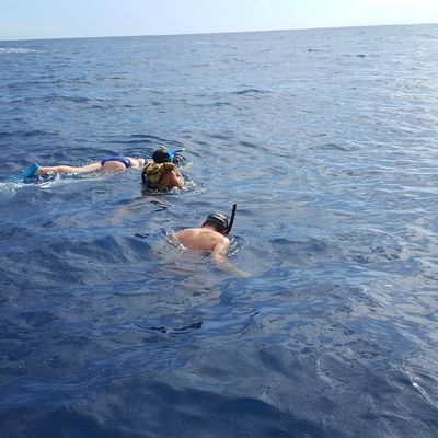 14-08-2016 Nage au son des baleines