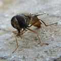 Syrphidae - Episyrphus balteatus