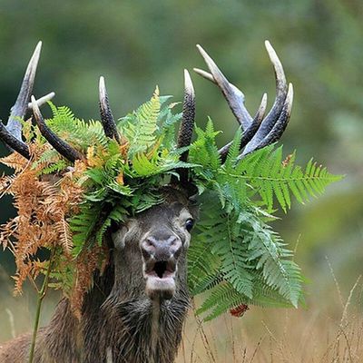 BLA...BLA...SUR LA COQUETTERIE.