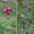 les fleurs commencent à apparaitre