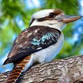 Kookaburra