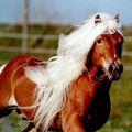 le haflinger