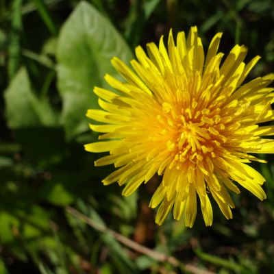 Soleil de printemps : fleurs et vide-greniers le grand retour !