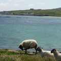 Irlande ovine