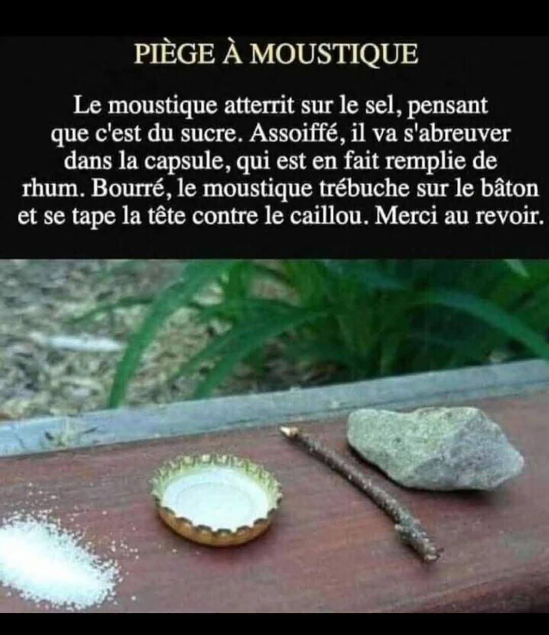 En finir avec les moustiques