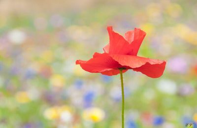 Coquelicot solitaire