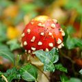 Amanitas Muscaria.