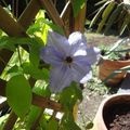 Des petites photos de notre jardin Mini Pousse