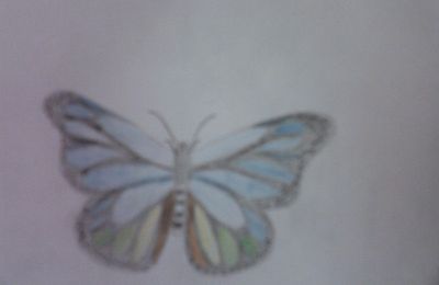 1er papillon
