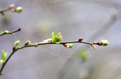 printemps pressé