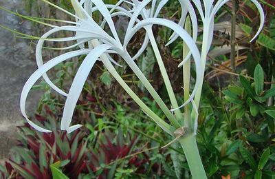 Crinum asiaticum (Lys du bengale) - Martinique