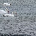 Cygnes à la barthe de Vic de Sus (Guiche).