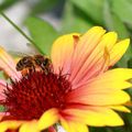 Un petit tour et puis s'en va l'abeille aux poches bien remplies de nectar et pollen 