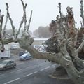 Neige sur Avignon 