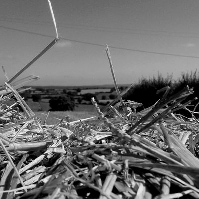 Photographie (campagne, été 2016) 3