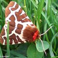 Un papillon de nuit à l'éclatante tenue de camouflage