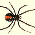 Red Back Spider