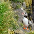 ISLANDE #3 : ni à pied, ni à vélo ! *