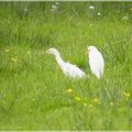 Vus au Lac du Der : petit inventaire ornitho !