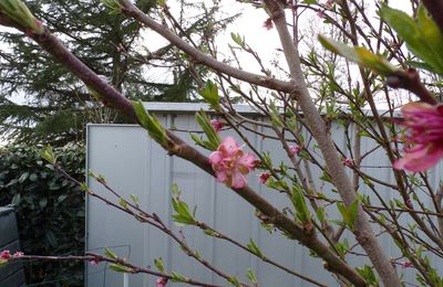 Au jardin : le printemps est arrivé....