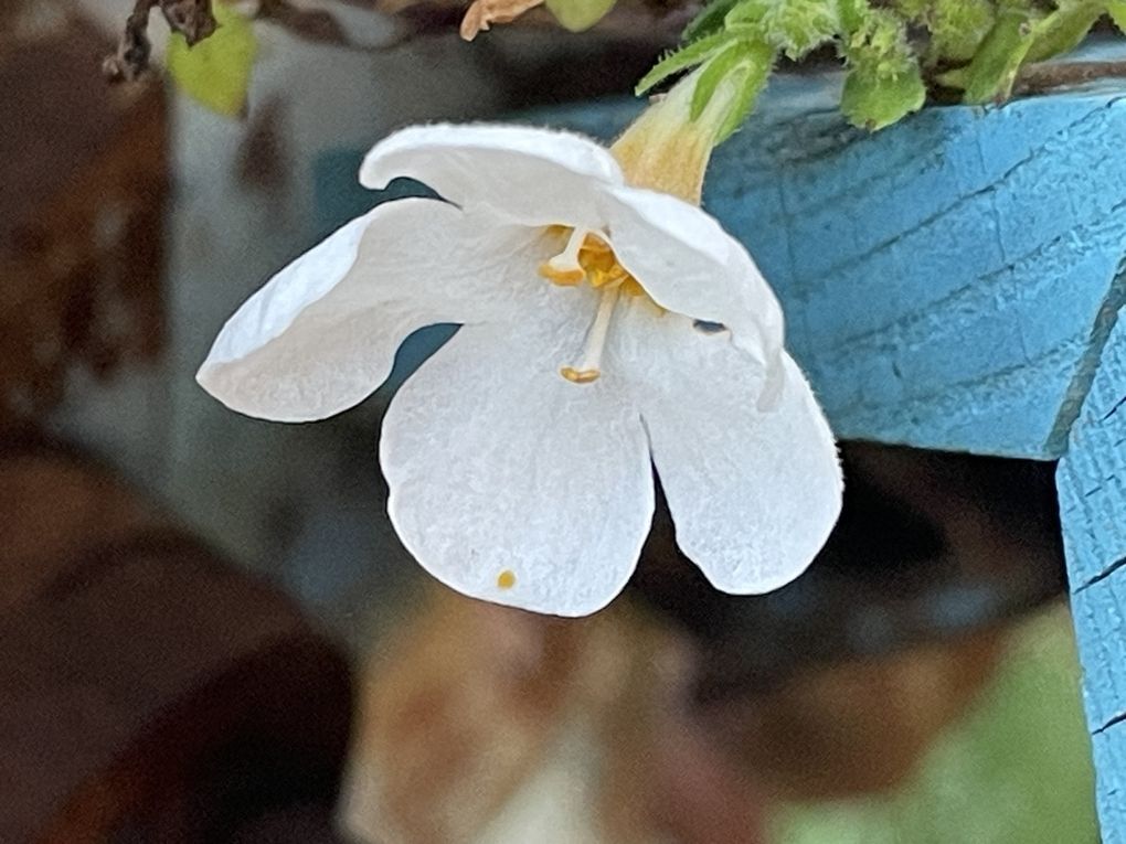 Mercredi 29 oct 2025 : hier j'étais dans les Combrailles , sur mes pas dans la commune de Manzat et environs  mon diapo s'en suit  et sur la fin retour @ la maison 🏡 