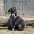 PARC ANIMALIER D'ATTILLY : Chimpanzés : Vengeance !