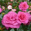 Les roses de Grasse et la juteuse Gariguette :)