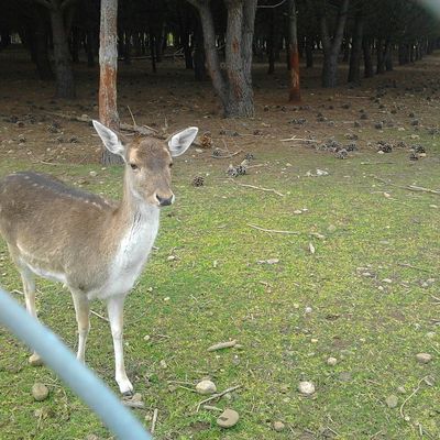 Erba rossa 27 fevrier 2011