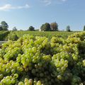 Vendanges 2014 : en short et en marcel?...