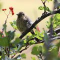 Initiation ornithologie / Plateau d'Ese, 20 août (1)