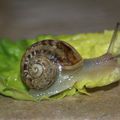 Je poste mes photos à la vitesse d'un escargot