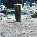 Le port de pêche de Grandcamp-Maisy suite
