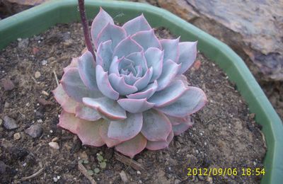 Echeveria peacockii