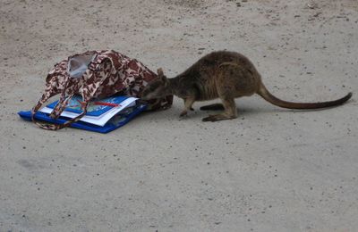 rock wallaby, mignon hein? sauf que celui la est