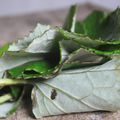 Soupe froide aux feuilles de tussilage crème à l'épiaire des bois