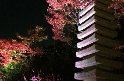 ... Observer les arbres rouges de nuit !