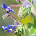 fleur de bourrache