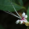 Clerodendron decipiens