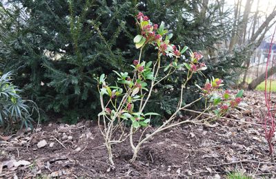 Skimmia un peu décharné