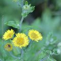 Pulicaire * Fleabane