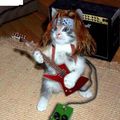 le chat rock'n roll