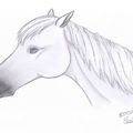 Profil de cheval