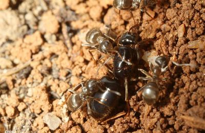 Fondation Lasius fuliginosus