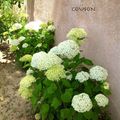 LE BOUQUET DU VENDREDI et UN P'TIT NOUVEAU !!