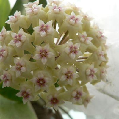 3 floraisons du moment 