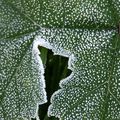 feuilles gelées à Bajus