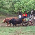 UNE JOURNEE TRADITION EN GUADELOUPE