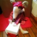 Mouse Box de Noël#2