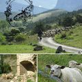 La transhumance,