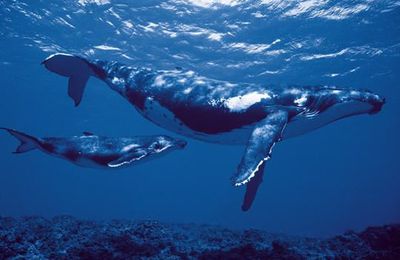 la baleine bleue